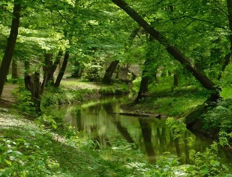 Serene Spring Forest with Fallen Tree Over Gentle Stream Stock Photos