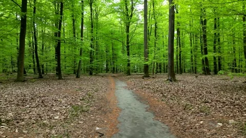A serene spring forest path lined with lush green trees, creating a tranqui.. Stock-Footage 307497705