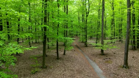 A serene spring forest path lined with lush green trees, creating a tranqui.. Stock Footage 307498065