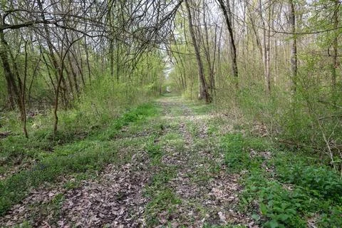 Serene Spring Forest Path Through Green Woods With Overhanging Trees And Le.. Stock Photos