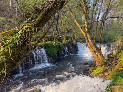 Serene spring forest river with multiple waterfalls and mossy trees, concept  Stock Photos
