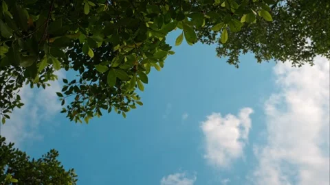 Serene Spring Nature Scenery Bathed in Soft Ambient Natural Light Stock Footage 341912253