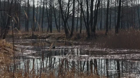 A serene spring scene featuring a tranquil stream flowing through a bare forest. Video stock 279992767