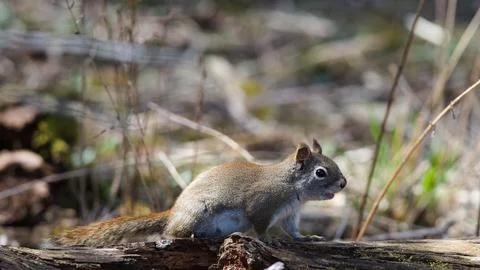 Serene Squirrel Perched on Forest Log Stock Photos