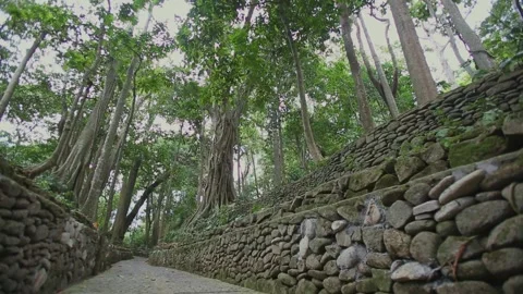 Serene Stone Footpath surrounded by Tall Trees and Ancient Banyan Roots Stock Footage 345231356