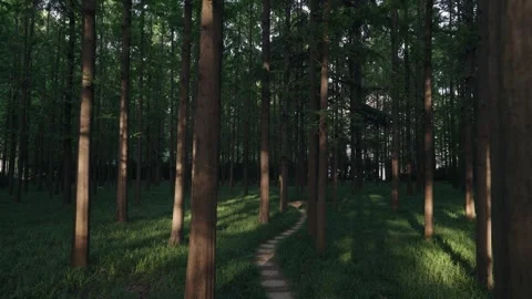 A serene stone path winding through a dense forest with tall slender trees 스톡 동영상 342107819