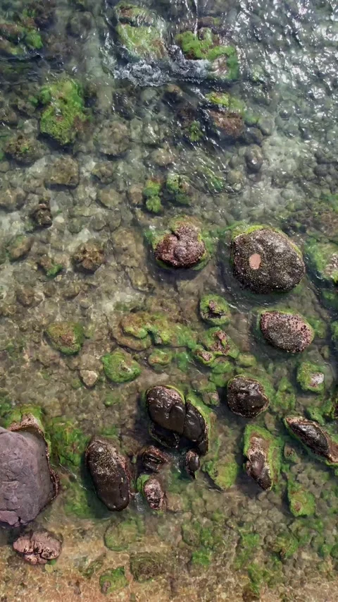 Serene Stream with Algae Covered Stones Texture Stock Footage 263093969