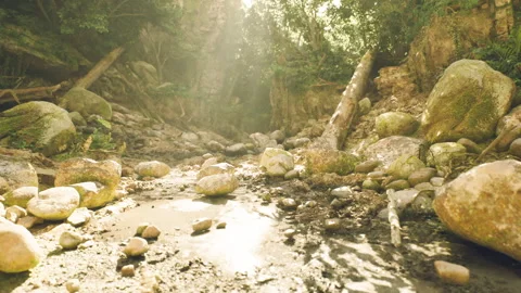 Serene stream bed in a lush forested area of Pakistan during golden hour Stock Footage 327620124