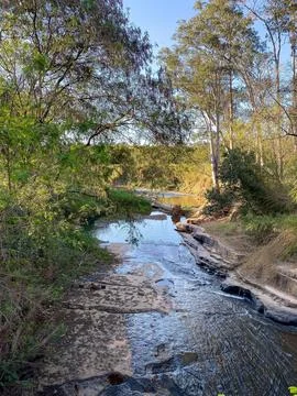Serene Stream in Dense Forest Stock Photos