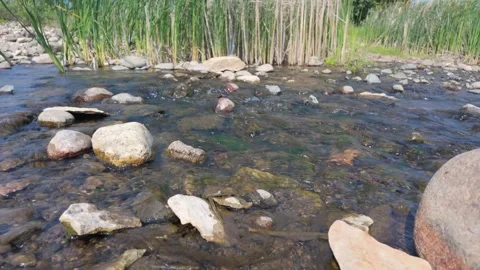 Serene stream flowing over rocks with reeds on the bank. Stock Footage 312476747