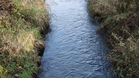 Serene stream flowing through lush greenery in an autumn setting Stock Footage 322519555