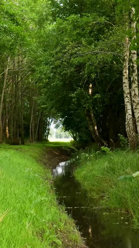 Serene stream flowing through lush green forest Stock Footage 327109550
