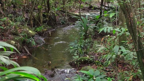 Serene Stream Flowing Through Lush Colombia Jungle Stock-Footage 336521702