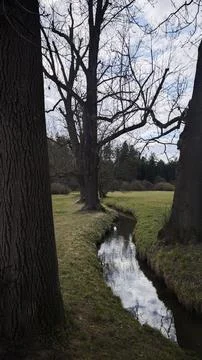 Serene Stream Flowing Through a Tranquil Meadow and Old Forest Фото