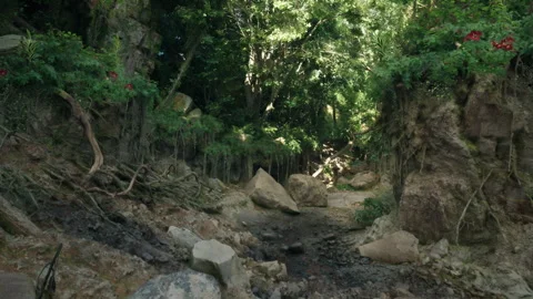 A serene stream flowing through a vibrant Australian rainforest. mountain path Stock Footage 304506620