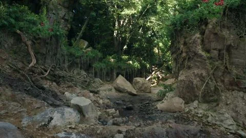 A serene stream flowing through a vibrant Australian rainforest. mountain pat Stock Illustration