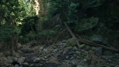 A serene stream flowing through a vibrant Australian forest. mountain path イラスト素材