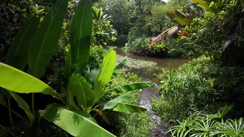 Serene Stream Flowing Through Wetland 4K Video Stock Footage 317626844