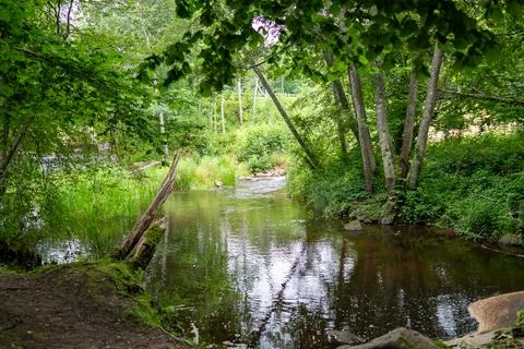 A Serene Stream Flows Gently, Embraced by Lush Greenery and Vibrant Flora All Stock Photos