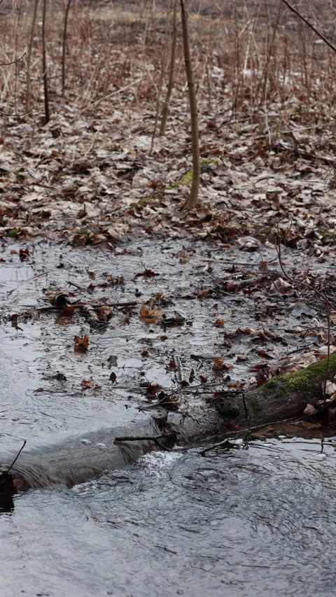 A Serene Stream Flows Gently Through A Forest In Early Spring, Surrounded By Wet Stock Footage 318855373