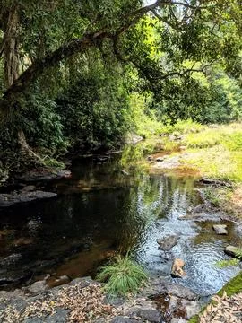 A serene stream flows gently through lush green vegetation in the countrysi.. Stock Photos