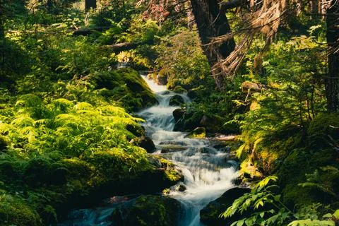 A serene stream flows through a vibrant, lush forest, inviting exploration. Stock Photos