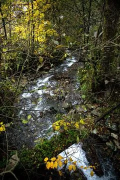 The Serene Stream is Gently Flowing Through the Beautiful Autumn Woodland Stock Photos