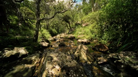A Serene Stream gracefully flowing through a Lush Green Forest, enveloped in Stock Footage 313841792