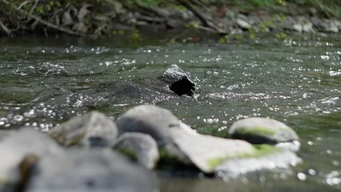 A Serene Stream Meandering Through Rocks, Accompanied by Gentle, Bubbling Stock Footage 305325450