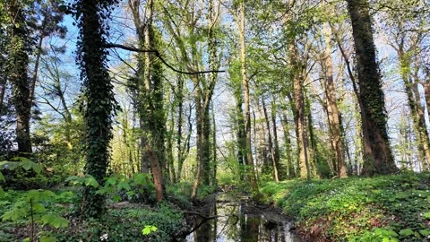 Serene stream reflecting trees in a lush forest. Stockbeeldmateriaal 333205854