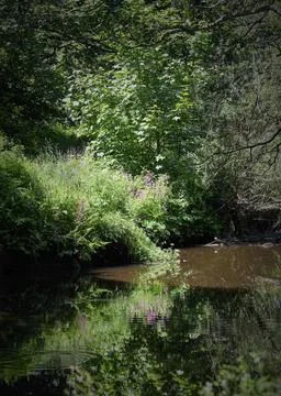 Serene stream winds through lush greenery 库存照片
