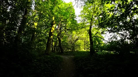 Serene Stroll Through the Forests Green Canopy Stock Footage 279844589