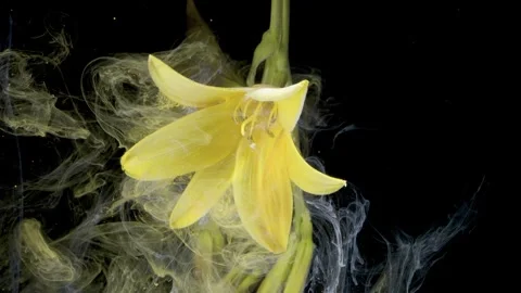 Serene studio shot capturing gentle pigment diffusion on petals Vidéo 332466728