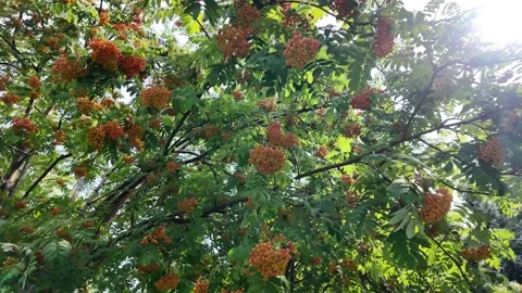 Serene summer scene featuring berries under filtered sunlight, Peaceful outdoor Stock Footage 320700868