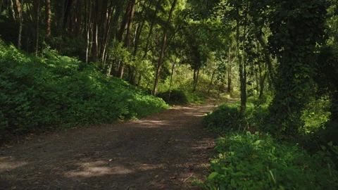 A serene, sun-dappled dirt path winding into a lush, green forest, capturing the 動画素材 336203317