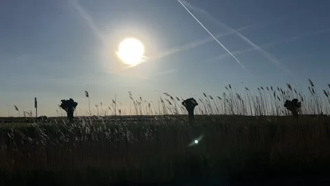 Serene sun shining brightly in open field with tall grass and wildflowers 스톡 동영상 342751337