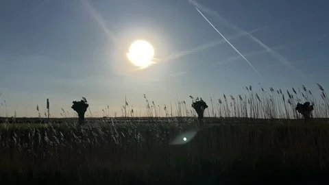 Serene sun shining brightly over open field with grass and wildflowers in Vidéo 342752488