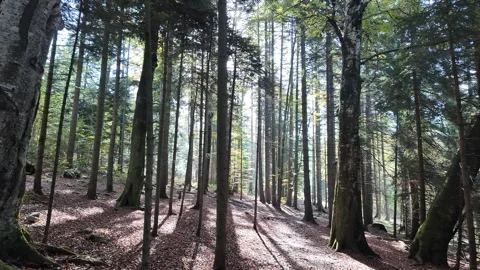 Serene Sunlight in Dense Forest Stock Footage 288832398
