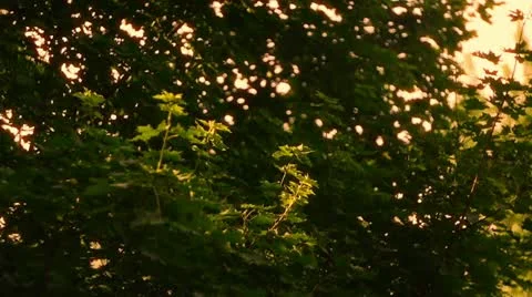 Serene sunlight evening nA5E Stock Footage 10902124