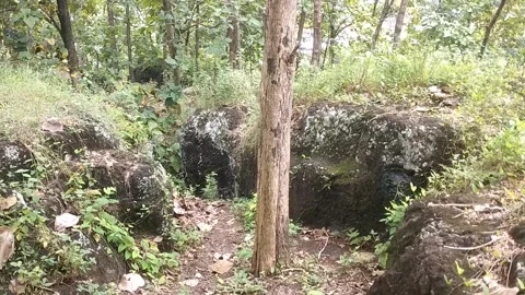 Serene Sunlit Forest Path 動画素材 329558145