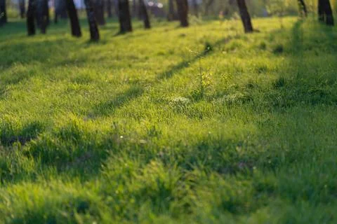 Serene sunlit ground with shade patterns and gentle glow. Tranquil illumina.. Stock Photos