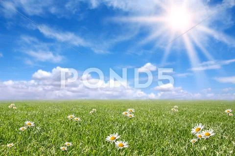 Serene sunny field meadow in spring Stock Photos