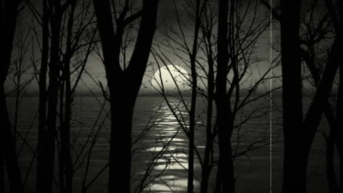 Serene Sunrise Through Trees Overlooking Tranquil Lake Waters Old Film Effect Stock-Footage 295053841