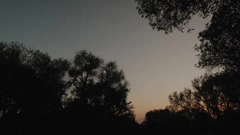 Serene Sunset Between Olive Trees in Athens Greece – Golden Hour Nature Stock Footage 342062993