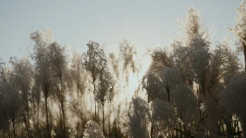 Serene Sunset Casting A Soft Glow Over the Beautiful Pampas Grass Landscape View Vidéo 292211057