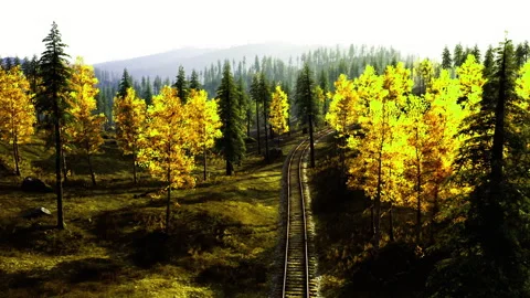 Serene sunset illuminating forest trail with deep shadows and rich colors Stock Footage 340666736