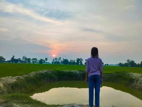 Serene Sunset Over Rice Fields Stock Photos