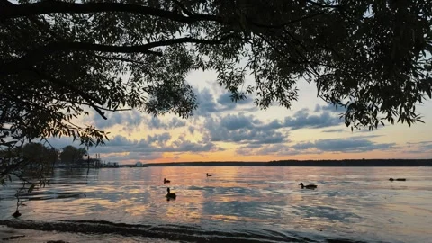 A Serene Sunset Over Tranquil Waters with Ducks Swimming Gracefully Vídeo Stock 290048629