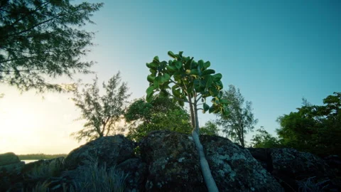 A Serene Sunset Overlooking Rocky Terrain, Surrounded by Lush Greenery and Stock Footage 314580099