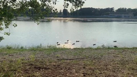 Serene Sunset Pond: Ducks in Motion Stock Footage 246225267